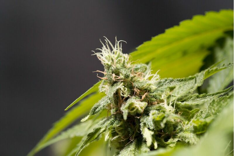 Kannabia Special, Фасовка: 3, изображение 2